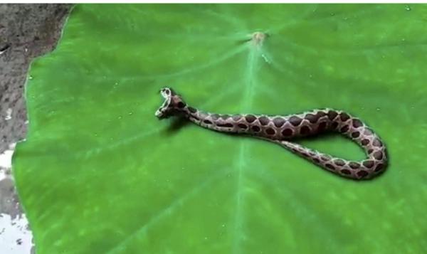 头皮发麻！印度现罕见剧毒双头罗素蝰蛇，每年造成最多咬伤人类事件