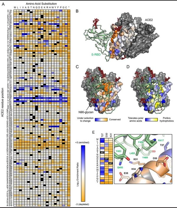 新冠病毒太狡猾？科学家正开发有效诱骗物：中和病毒防止细胞感染