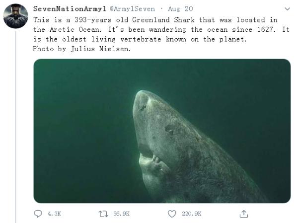 罕见！一只年龄近400岁的格陵兰睡鲨又在国外走红，为全球最神秘生物之一