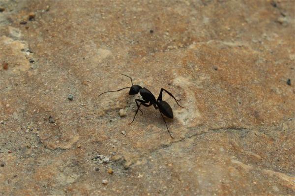 可怕！女子景区被蚂蚁叮咬心脏骤停，这种蚂蚁的毒液严重可导致死亡