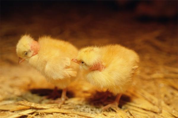 太心塞！六千只被遗弃小鸡死于马德里机场 运输公司或被告虐待动物