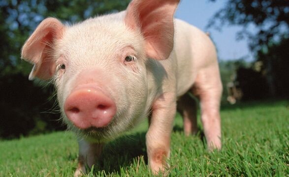 有肉吃！猪肉价格连续7周回落 明年春节不会出现大幅上涨