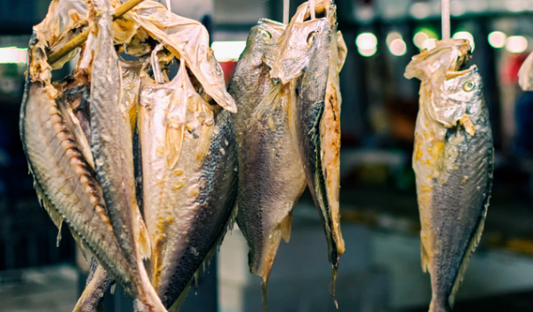 鲱鱼罐头是香的？科学家发现新基因突变，烂鱼也能变“香甜”