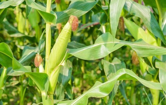 第七次！中国玉米亩产纪录刷新 可稳定实现亩产1500公斤水平