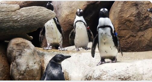 搞笑！荷兰同性恋公企鹅时隔一年再偷蛋 不孵出自己的小企鹅绝不罢休