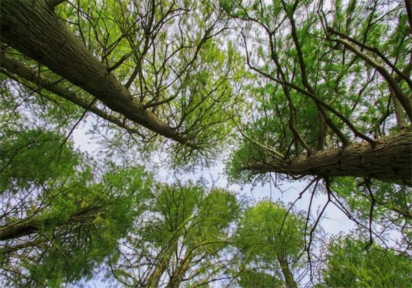 首次用激光测量绘图！世界最高树木吸碳能力超估算 对气候变化影响更易监测