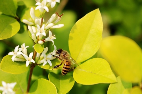 全球首张“蜜蜂地图”出炉！非洲、中东大量蜜蜂种类未被发现