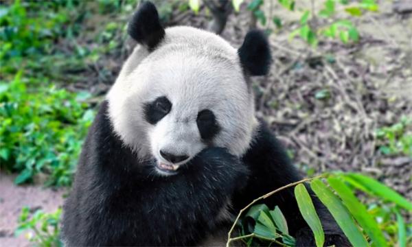 大熊猫痴迷于马粪里打滚？科学家们终于找到了这个“怪癖”的原因！