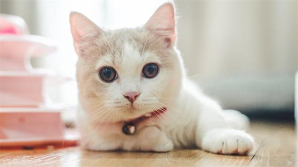 骇人听闻！奇怪“猫抓病”致14岁男孩患上精神分裂 抗生素治疗后好转