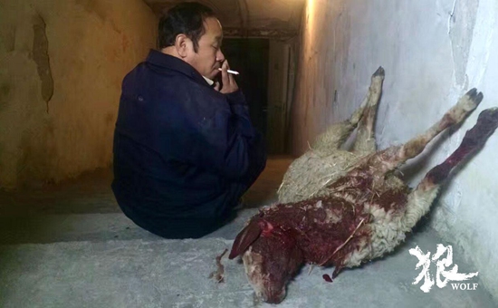 韩涛《狼》斩获戛纳金蝶兰奖评委会大奖，韩三明获得优秀电影人贡献奖