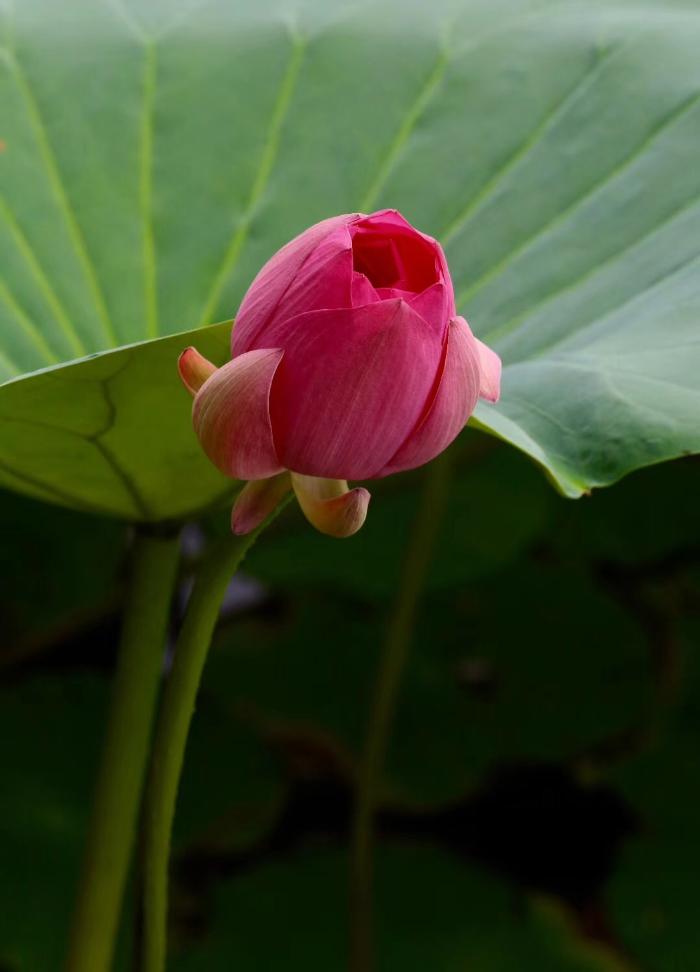 国华影视基地荷花盛开，清香怡人