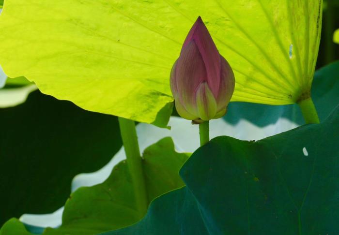 国华影视基地荷花盛开，清香怡人