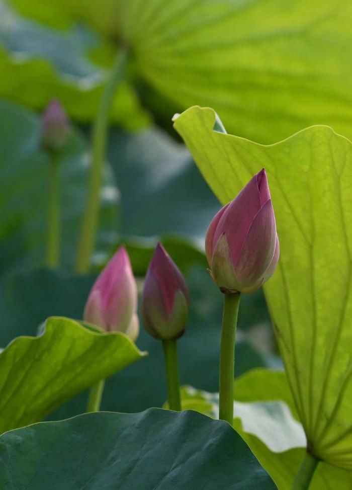 国华影视基地荷花盛开，清香怡人