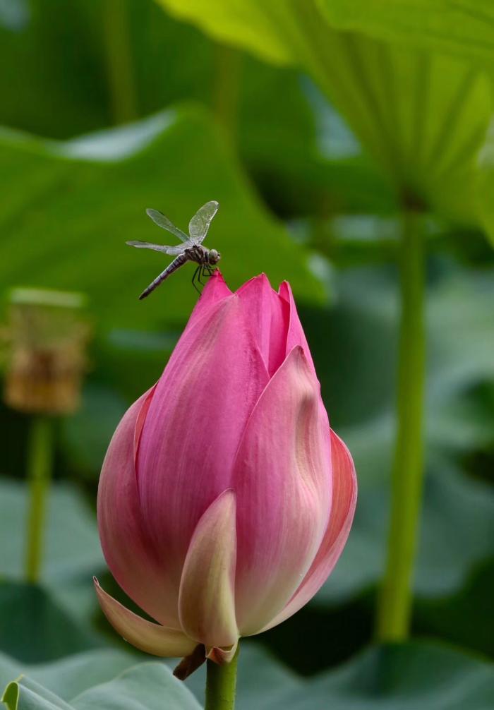 国华影视基地荷花盛开，清香怡人