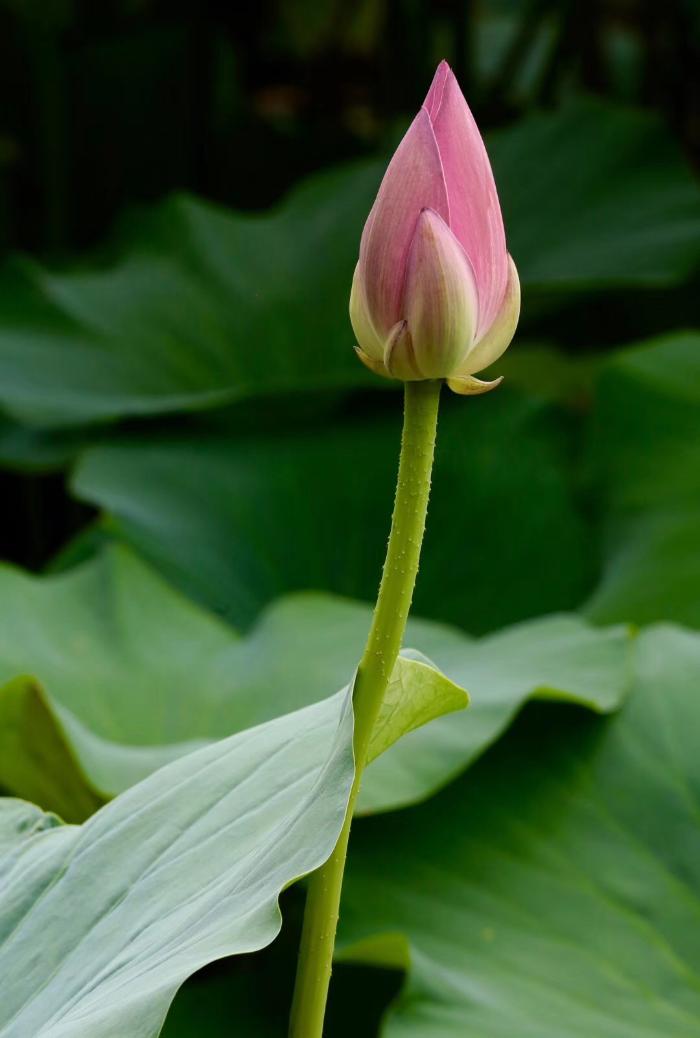 国华影视基地荷花盛开，清香怡人