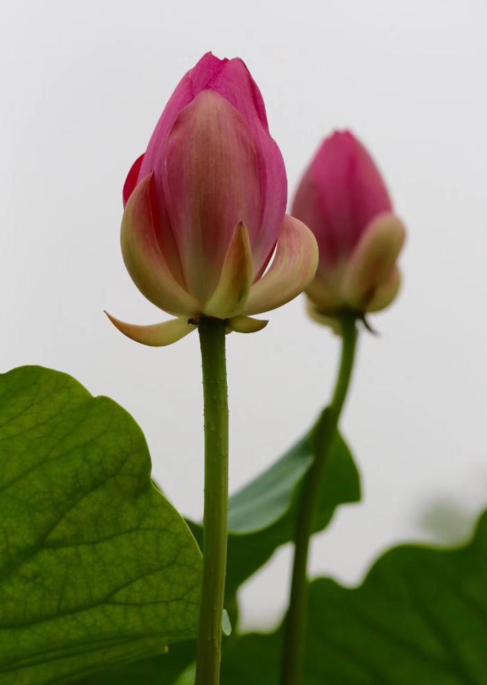 国华影视基地荷花盛开，清香怡人