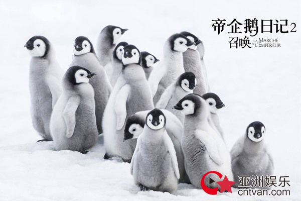 经典纪录片《帝企鹅日记2》即将上映 原班人马升级呈现南极奇观