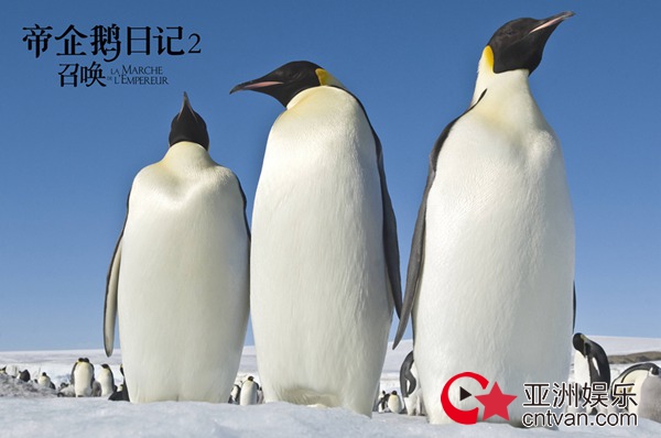 经典纪录片《帝企鹅日记2》即将上映 原班人马升级呈现南极奇观