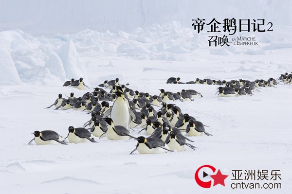 经典纪录片《帝企鹅日记2》即将上映 原班人马升级呈现南极奇观