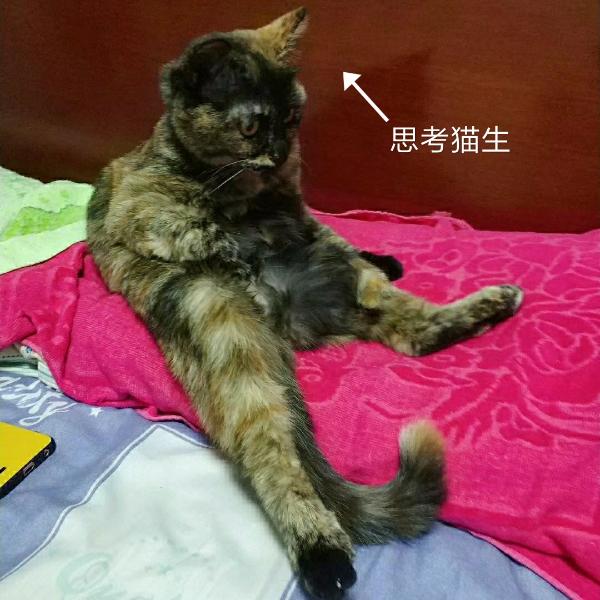 养一只社会猫是一种怎样的体验