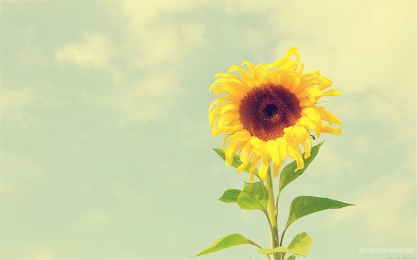 什么是向日葵式生活？乐观向上迎接每一天的光临