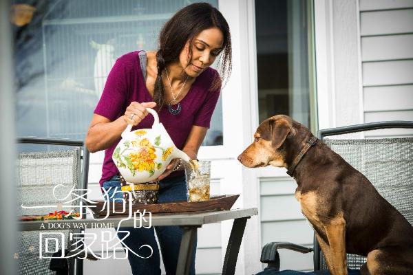 《一条狗的回家路》曝“感谢有你”特辑 感恩人生长路漫漫有你相伴