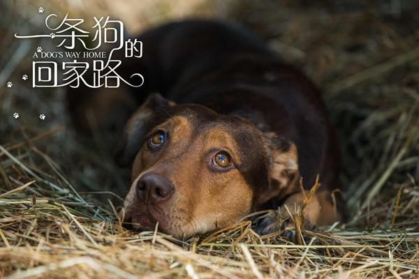 《一条狗的回家路》“家是归途”正片片段曝光 为何回家引网友热议