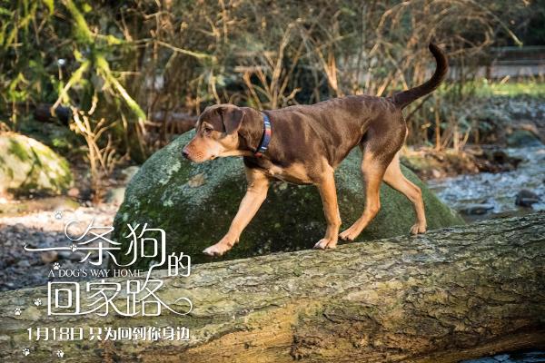 《一条狗的回家路》预定19年现象级“狗片”