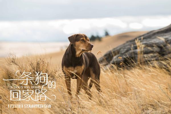 《一条狗的回家路》全国公映 奥斯卡级配乐助阵贝拉流浪之旅