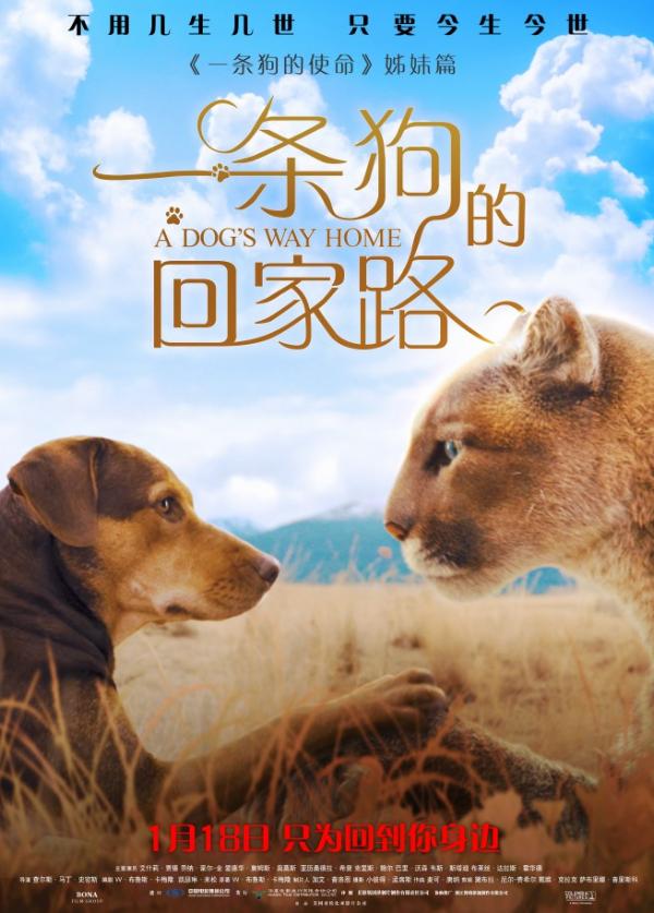 《一条狗的回家路》曝“猫狗”海报