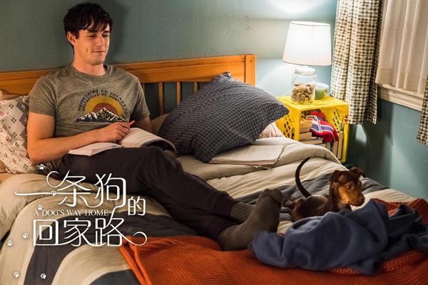 《一条狗的回家路》“家是归途”正片片段曝光 为何回家引网友热议