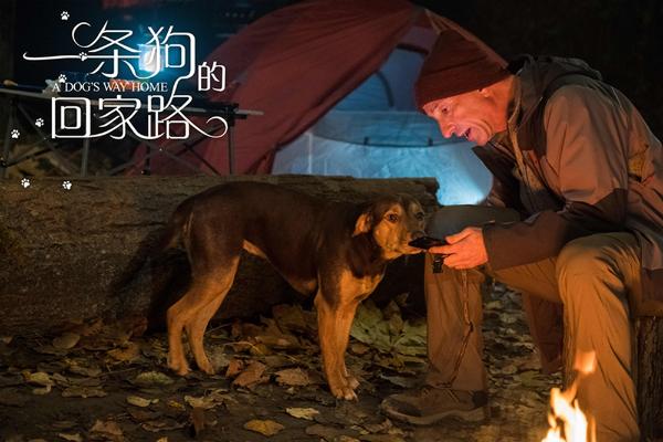《一条狗的回家路》“家是归途”正片片段曝光 为何回家引网友热议