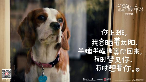 黄磊何炅组队打call《一条狗的使命2》送上今年最强治愈剂