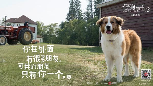 黄磊何炅组队打call《一条狗的使命2》送上今年最强治愈剂