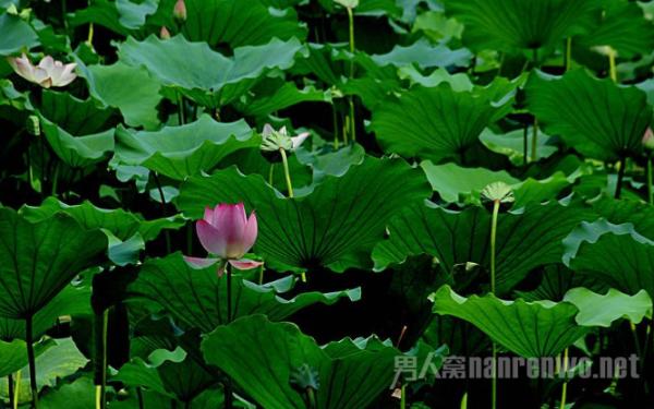 转眼立夏了 描写夏天的诗句里藏着夏天的风景