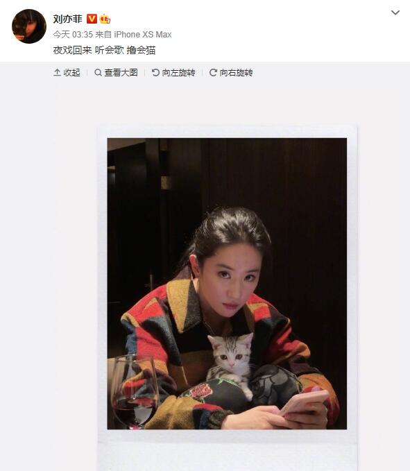 刘亦菲晒与小猫合影 美女配萌宠画面软萌温馨