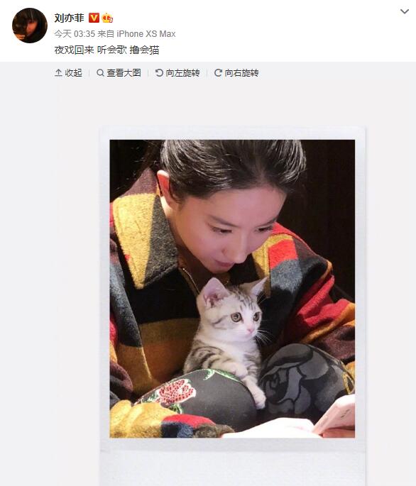 刘亦菲晒与小猫合影 美女配萌宠画面软萌温馨
