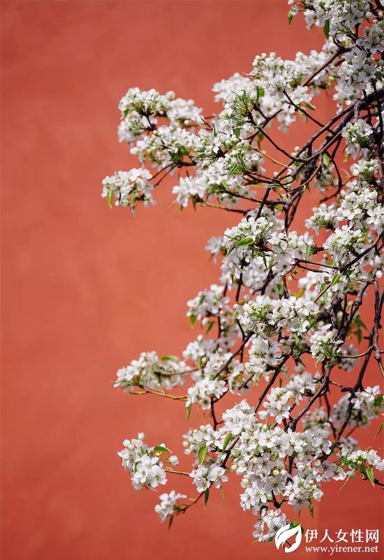 LIEBO裂帛 春夏新款如花之妖精一般一秒都不浪费的陷入花海