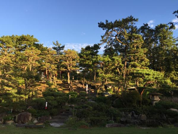 新年期盼：柳条茂盛生长，营造“绿色环境”