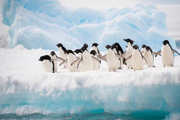 南极发现全球首只黄金企鹅（18017）企鹅（6844）金色（1285）南极（1023）黄金企鹅（228） 太萌了！南极发现全球首只黄金企鹅