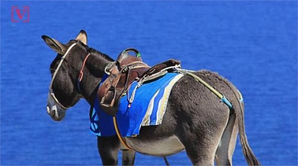 人性化？希腊禁止肥胖游客观光给驴减负 超过100公斤不能骑驴
