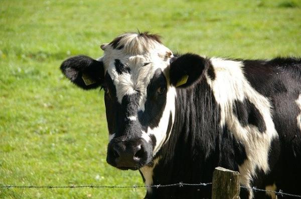 奶牛全身是宝：不仅牛奶能喝，科学家还盯上了它们的屎