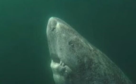 明朝时出生！北冰洋发现400岁的格陵兰鲨鱼：身长5.5米 能游2195米深