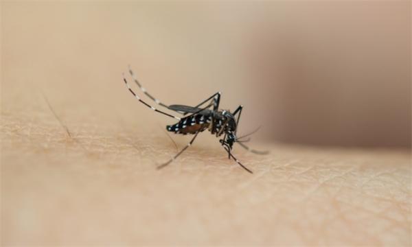 道高一丈：非洲小岛上的人群超快速进化出了疟疾适应性