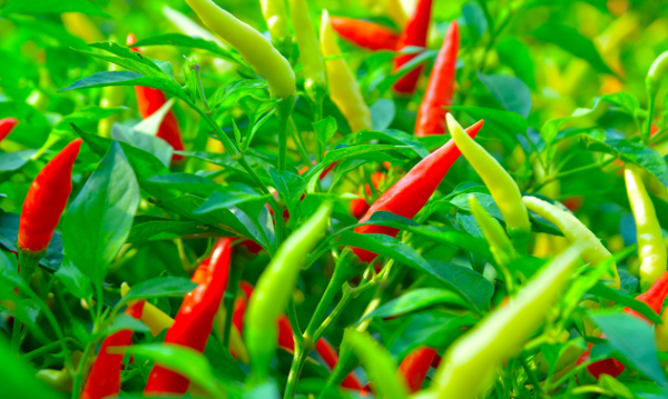 《焦耳》：辣椒素可增强钙钛矿太阳能电池性能