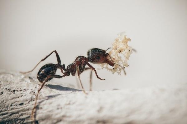 “蚂蚁农场”带来启发，科学家发现新的潜在抗真菌药物