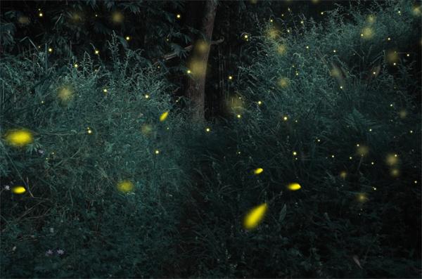 南京古生物所等发现一亿年前“萤火虫”，发光不是为了求偶而是……