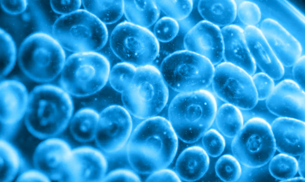 《细胞》子刊：“借力打力”，细菌竟利用人体细胞外囊泡壮大自己