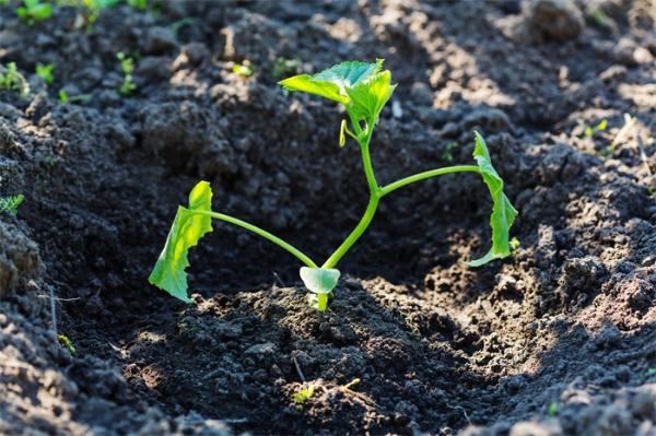 《Plant Journal》：山东大学团队揭示生长素影响植物根系发展的具体机制