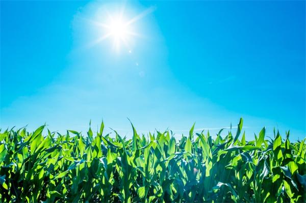 聚焦农业：保护性耕作如何影响东北旱季玉米产量